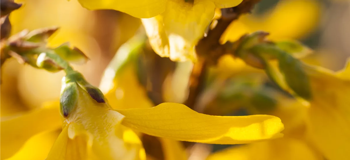 Forsythia intermedia 'Mikador'® Topf 7,5 Liter 60- 80 cm