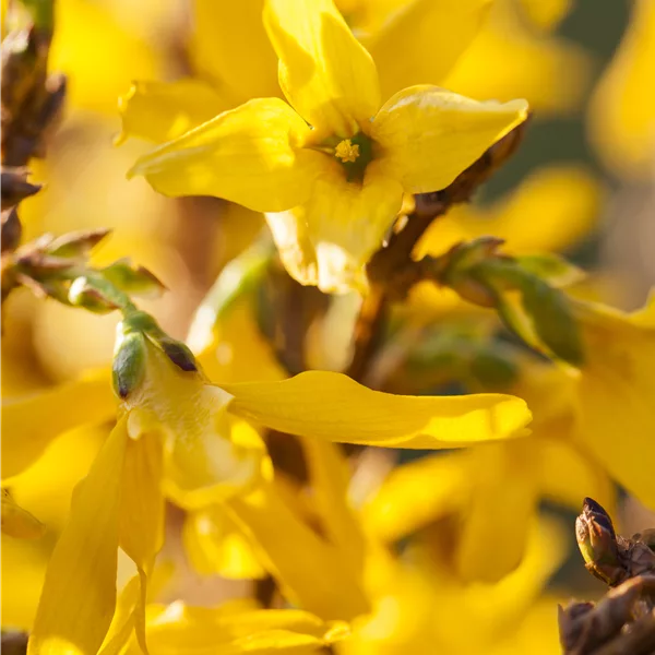 Forsythia intermedia 'Mikador'®