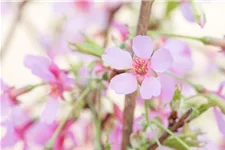 Prunus 'Okame' Topf 20 Liter Krone mehrj. Stammhöhe 120 cm