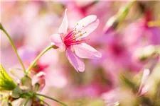 Prunus 'Okame' Topf 20 Liter Krone mehrj. Stammhöhe 120 cm