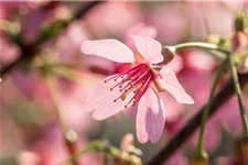 Prunus 'Okame' Topf 20 Liter Krone mehrj. Stammhöhe 120 cm