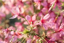 Prunus 'Okame' Topf 20 Liter Krone mehrj. Stammhöhe 120 cm