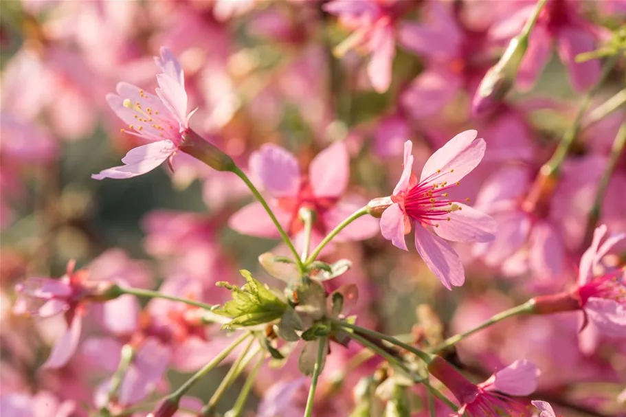 Prunus 'Okame' Topf 20 Liter Krone mehrj. Stammhöhe 120 cm