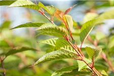 Prunus 'Okame' Topf 20 Liter Krone mehrj. Stammhöhe 120 cm