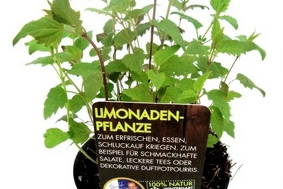 Bio Limonadenpflanze Kräutertopf 12 cm Limonadenpflanze