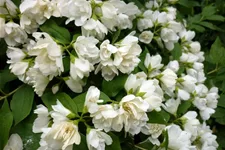 Gartenjasmin 'Manteau d'Hermine' Topf 12 Liter 60- 80