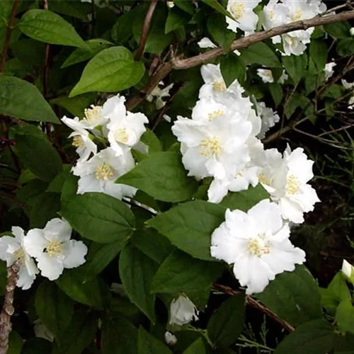 Gartenjasmin 'Manteau d'Hermine'