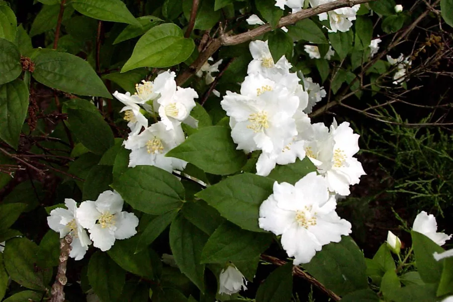 Gartenjasmin 'Manteau d'Hermine' Topf 12 Liter 60- 80