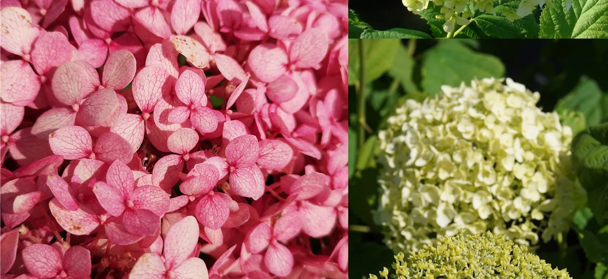 Hydrangea arborescens -Set- Topf 4,6 Liter - Set mit 3 Pflanzen 