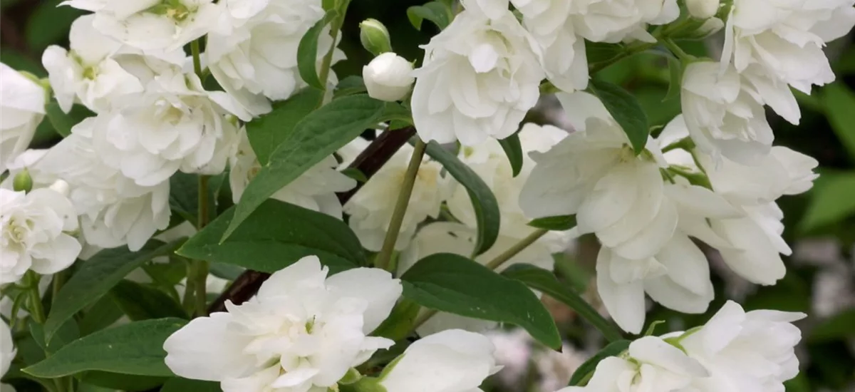 Gartenjasmin 'Snowbelle' Topf 7,5 Liter 80-