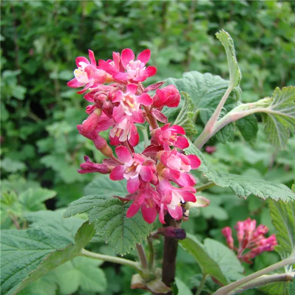 Zierjohannisbeere 'Pulborough Scarlet'