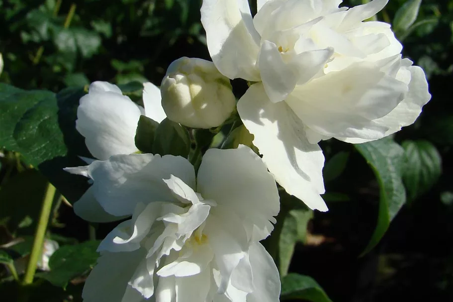 Gefüllter Gartenjasmin 'Schneesturm' Topf 7,5 Liter 80- 100