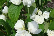 Gefüllter Gartenjasmin 'Schneesturm' Topf 7,5 Liter 80- 100