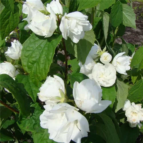 Gefüllter Gartenjasmin 'Schneesturm'