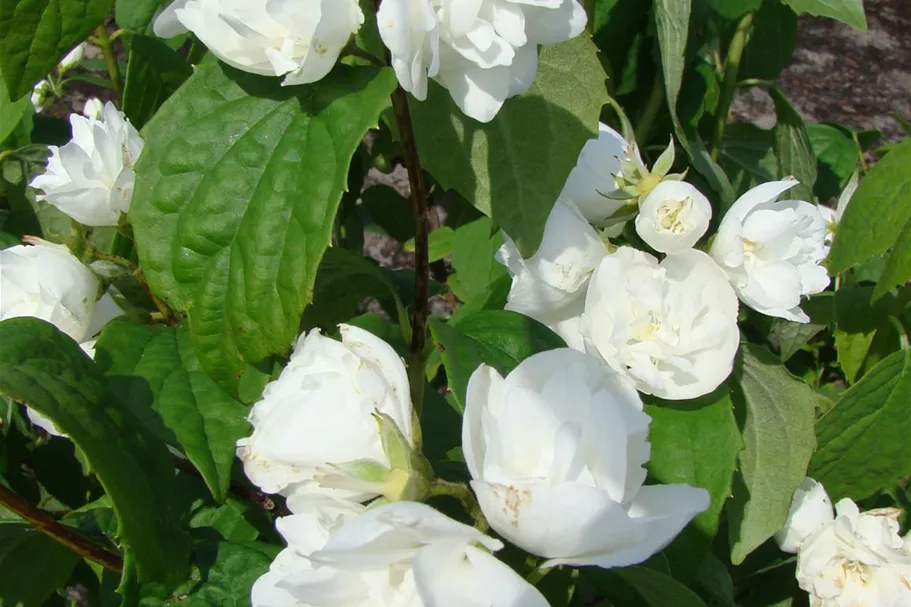 Gefüllter Gartenjasmin 'Schneesturm' Topf 7,5 Liter 80- 100