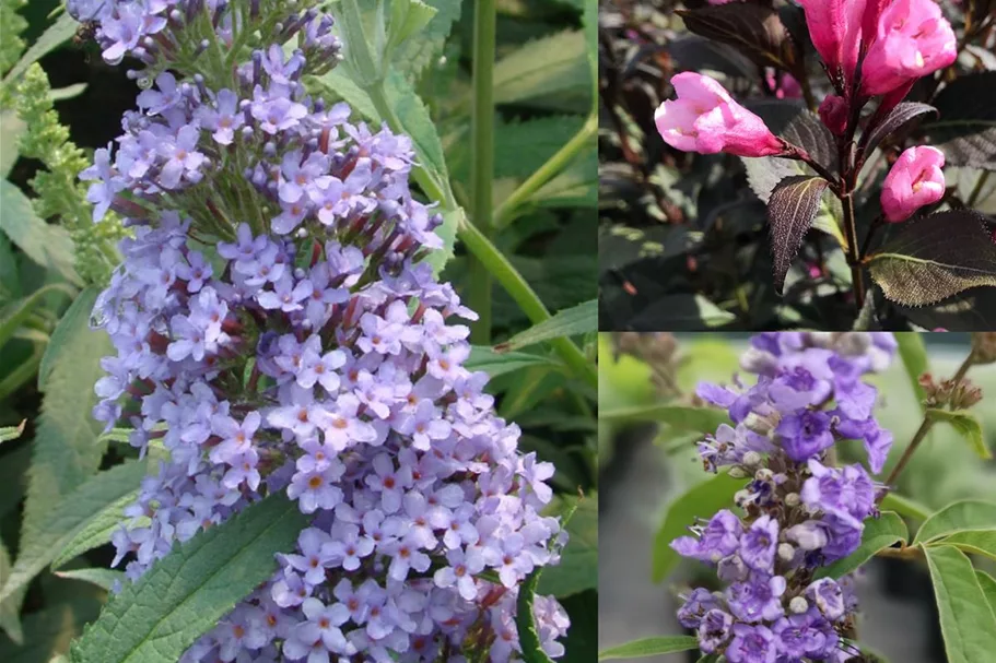 Insektennährgehölzhecke für 3m Hecke Insektennährgehölzhecke Set 5 