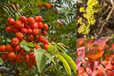 Insektennährgehölzhecke für 3m Hecke Insektennährgehölzhecke Set 5 