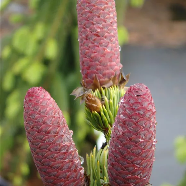 Picea pungens 'Lucky Strike'