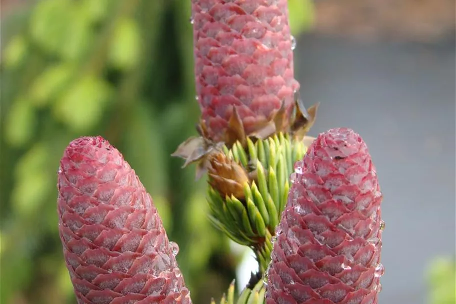 Picea pungens 'Lucky Strike' 3x verpflanzt mit Ballen 70- 80