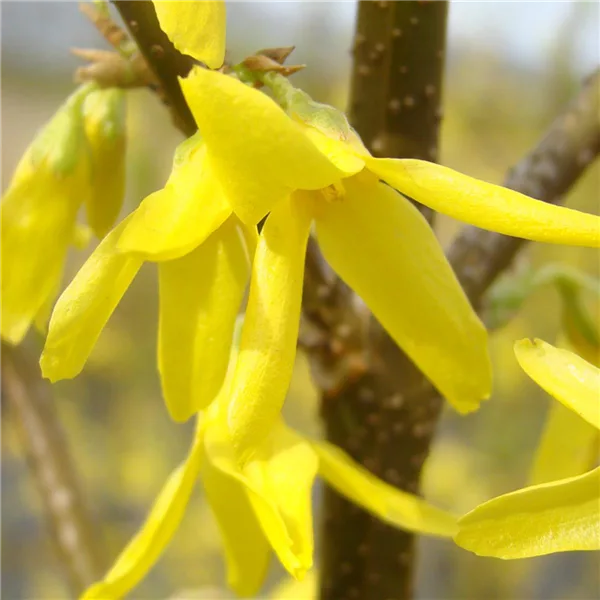 Forsythie 'Spectabilis'