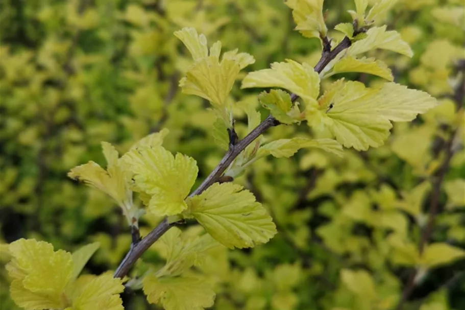 Fasanenspiere 'Golden Nugget' Topf 12 Liter 80- 100