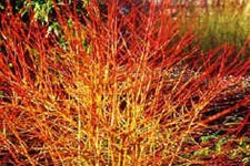 Roter Hartriegel 'Midwinter Fire' Topf 7,5 Liter 70- 80