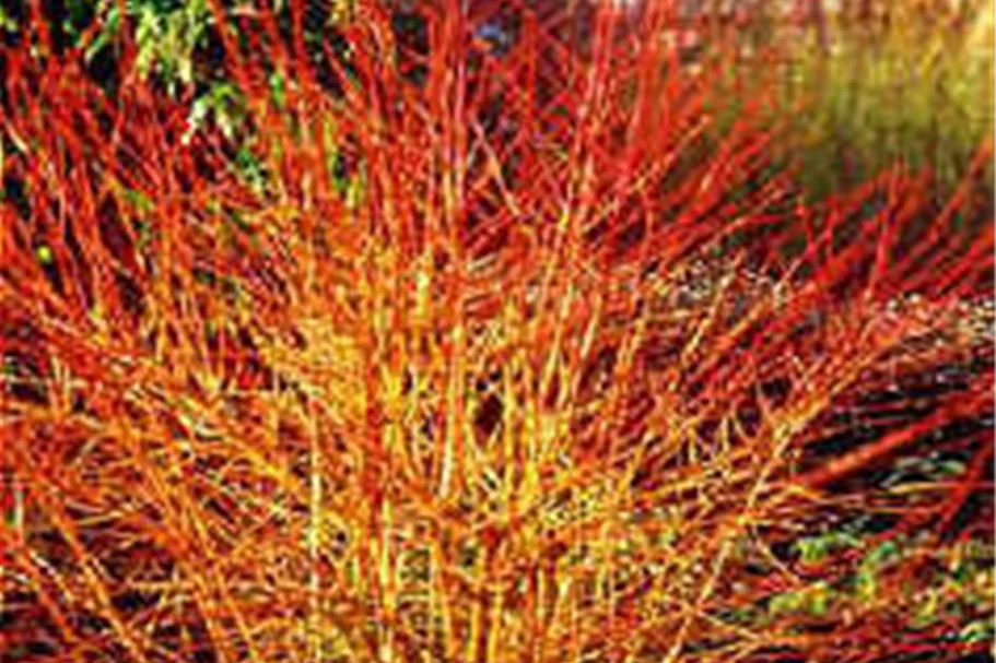 Roter Hartriegel 'Midwinter Fire' Topf 7,5 Liter 70- 80