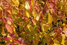 Roter Hartriegel 'Midwinter Fire' Topf 7,5 Liter 70- 80