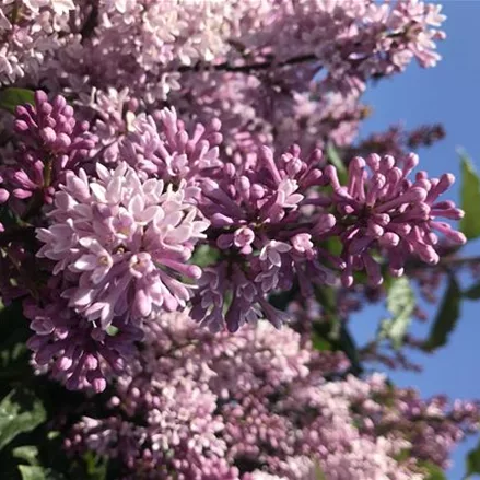 Botan.Flieder 'Miss Canada'