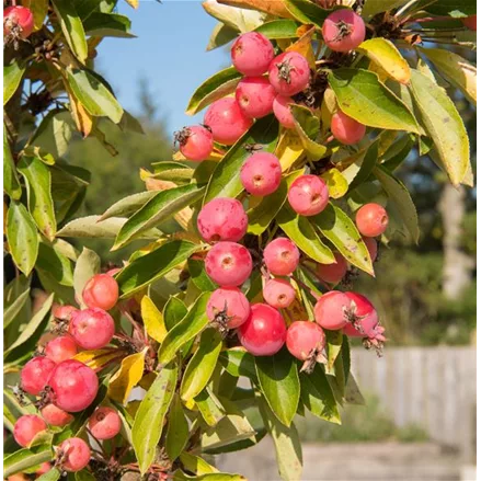 Malus 'Adirondack'