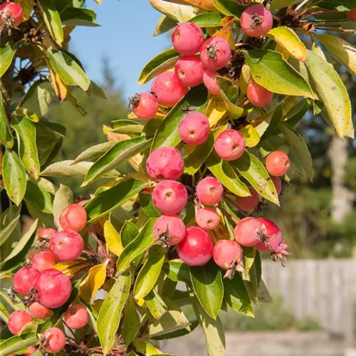 Malus 'Adirondack'