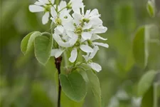 Amelanchier alnifolia 'Greatberry'® Farm 7 Liter Topf 