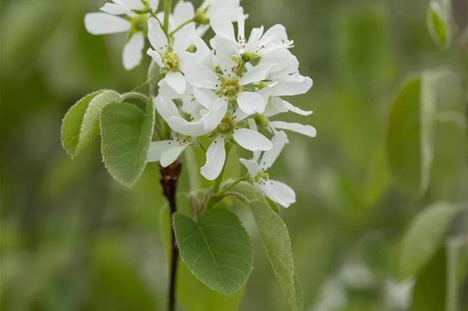 Amelanchier alnifolia 'Greatberry'® Farm 7 Liter Topf 