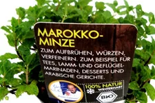 Bio Marokko Minze Kräutertopf 12 cm Marokko Minze