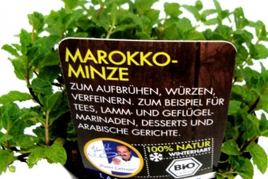 Bio Marokko Minze Kräutertopf 12 cm Marokko Minze