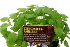 Bio Zitronenmelisse Kräutertopf 12 cm Zitronenmelisse