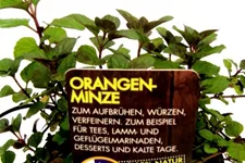 Bio Orangenminze Kräutertopf 12 cm Orangenminze