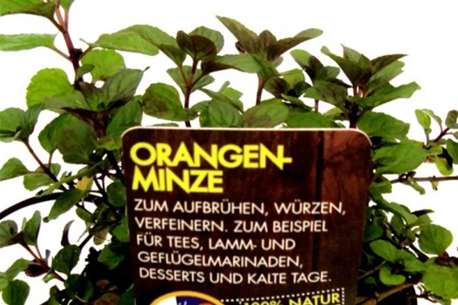 Bio Orangenminze Kräutertopf 12 cm Orangenminze