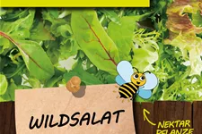 Bio Wildsalat Kräutertopf 12 cm Wildsalat