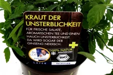 Bio Kraut der Unsterblichkeit Kräutertopf 12 cm Kraut der Unsterblichkeit