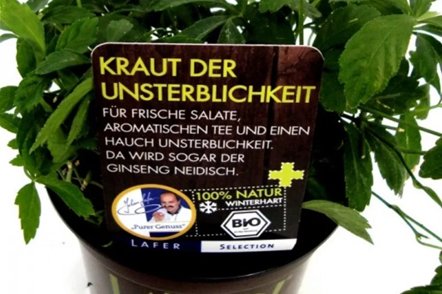 Bio Kraut der Unsterblichkeit Kräutertopf 12 cm Kraut der Unsterblichkeit