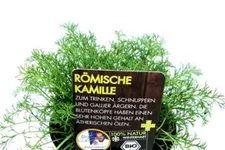 Bio Römische Kamille Kräutertopf 12 cm Römische Kamille