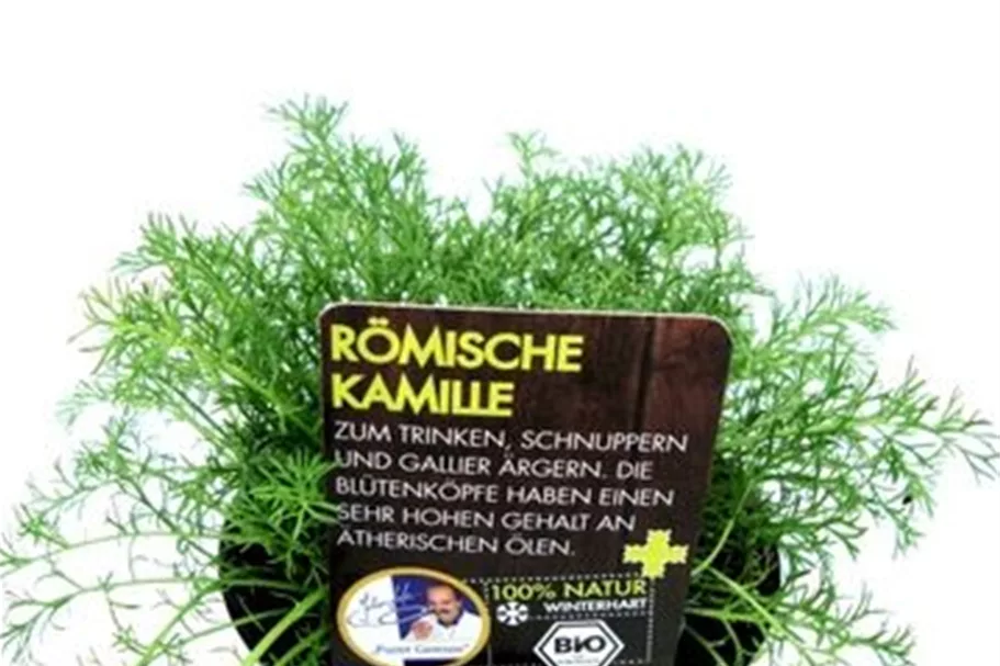 Bio Römische Kamille Kräutertopf 12 cm Römische Kamille