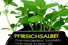 Bio Pfirsichsalbei Kräutertopf 12 cm Pfirsichsalbei