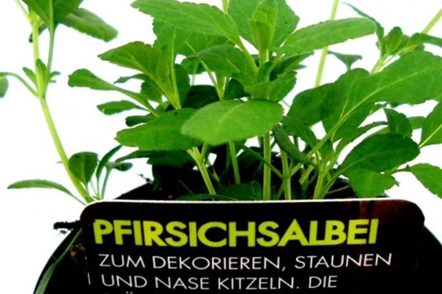 Bio Pfirsichsalbei Kräutertopf 12 cm Pfirsichsalbei