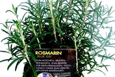 Bio Rosmarin 'Blue Eis' Kräutertopf 12 cm Rosmarin 'Blue Eis'