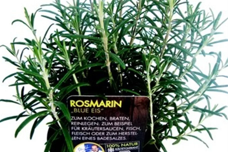 Bio Rosmarin 'Blue Eis' Kräutertopf 12 cm Rosmarin 'Blue Eis'