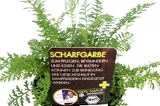 Bio Schafgarbe Kräutertopf 12 cm Schafgarbe