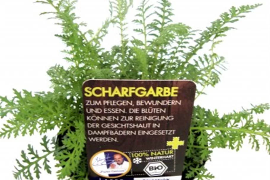 Bio Schafgarbe Kräutertopf 12 cm Schafgarbe