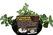 Bio Scharfer Oregano Kräutertopf 12 cm Scharfer Oregano